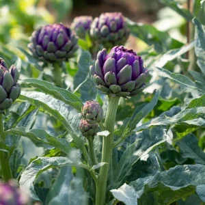 Purple Romagna Artichoke Seeds - 25 Heirloom Perennial Seeds for Gardens - Image 3