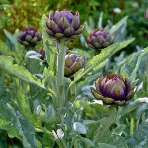 Purple Romagna Artichoke Seeds - 25 Heirloom Perennial Seeds for Gardens - Image 4