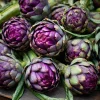 Purple Romagna Artichoke Seeds - 25 Heirloom Perennial Seeds for Gardens - Image 1