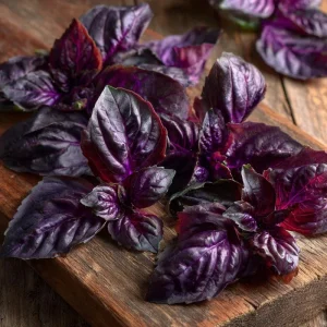 Purple Ruffles Basil Seeds - Heirloom Aromatic Herb, Deep Purple Leaves, 150 Seeds - Image 4