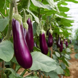 Purple Shine Eggplant Seeds - Glossy Hybrid Variety - 50 Seed Packet - Outdoor - Image 2