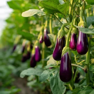 Purple Shine Eggplant Seeds - Glossy Hybrid Variety - 50 Seed Packet - Outdoor - Image 3