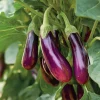 Purple Shine Eggplant Seeds - Glossy Hybrid Variety - 50 Seed Packet - Outdoor - Image 1