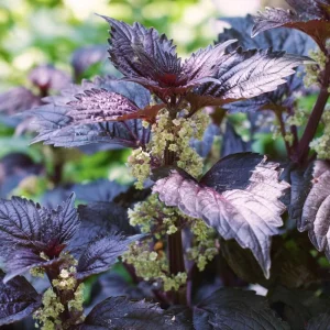 Purple Shiso Seeds – Perilla frutescens – 100 Seeds – Aromatic Culinary & Ornamental Herb - Image 2