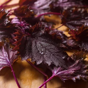 Purple Shiso Seeds – Perilla frutescens – 100 Seeds – Aromatic Culinary & Ornamental Herb - Image 3