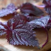 Purple Shiso Seeds – Perilla frutescens – 100 Seeds – Aromatic Culinary & Ornamental Herb - Image 1