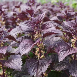 Purple Shiso Seeds – Perilla frutescens – 100 Seeds – Aromatic Culinary & Ornamental Herb - Image 4