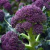 Purple Sprouting Broccoli Seeds - Heirloom Winter Vegetable - 150 Seeds - Image 1