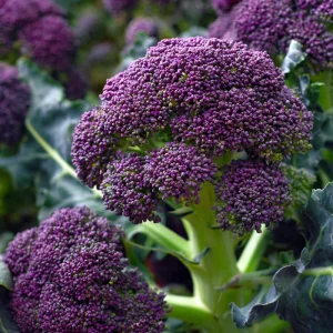 Purple Sprouting Broccoli Seeds - Heirloom Winter Vegetable - 150 Seeds - Image 1