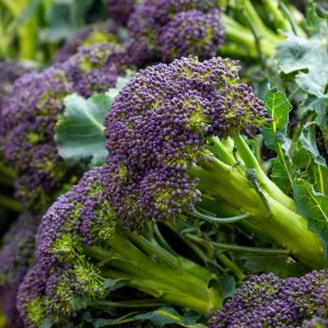 Purple Sprouting Broccoli Seeds - Heirloom Winter Vegetable - 150 Seeds - Image 2