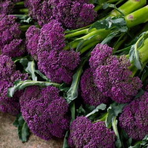 Purple Sprouting Broccoli Seeds - Heirloom Winter Vegetable - 150 Seeds - Image 3