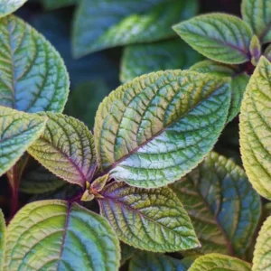 Purple Swedish Ivy Live Plant, 2 Plants Per Pot, 3-6 Inch Tall, Indoor Trailing Vine - Image 1