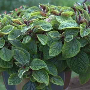 Purple Swedish Ivy Live Plant, 2 Plants Per Pot, 3-6 Inch Tall, Indoor Trailing Vine - Image 2