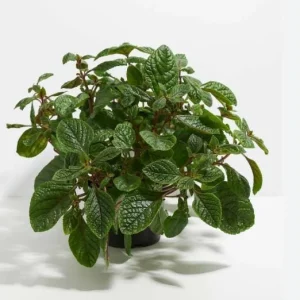 Purple Swedish Ivy Live Plant, 2 Plants Per Pot, 3-6 Inch Tall, Indoor Trailing Vine - Image 3