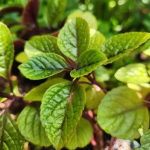 Purple Swedish Ivy Live Plant, 2 Plants Per Pot, 3-6 Inch Tall, Indoor Trailing Vine - Image 4