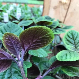 Purple Swedish Ivy Live Plant, 2 Plants Per Pot, 3-6 Inch Tall, Indoor Trailing Vine - Image 5
