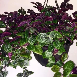 Purple Swedish Ivy Live Plant, 2 Plants Per Pot, 3-6 Inch Tall, Indoor Trailing Vine - Image 6