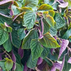 Purple Swedish Ivy Live Plant, 2 Plants Per Pot, 3-6 Inch Tall, Indoor Trailing Vine - Image 7