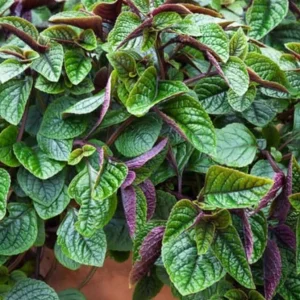 Purple Swedish Ivy Live Plant, 2 Plants Per Pot, 3-6 Inch Tall, Indoor Trailing Vine - Image 8