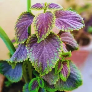 Purple Swedish Ivy Live Plant, 2 Plants Per Pot, 3-6 Inch Tall, Indoor Trailing Vine - Image 9