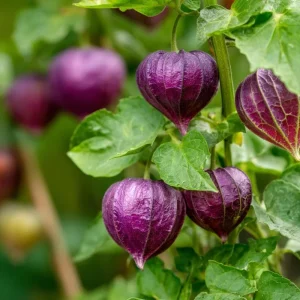 Purple Tomatillo Seeds - Heirloom Chinese Lantern Tomatillos, 30 Seed Pack, for Fresh & Cooking - Image 3