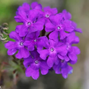 Purple Verbena Live Plant, 4 inch Pot, Perennial Ground Cover, Trailing Flower - Image 2
