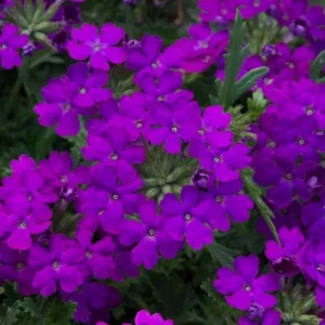 Purple Verbena Live Plant, 4 inch Pot, Perennial Ground Cover, Trailing Flower - Image 3