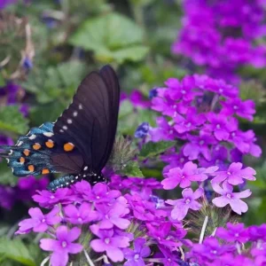 Purple Verbena Live Plant, 4 inch Pot, Perennial Ground Cover, Trailing Flower - Image 4