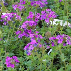 Purple Verbena Live Plant, 4 inch Pot, Perennial Ground Cover, Trailing Flower - Image 5