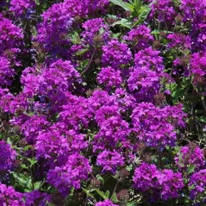 Purple Verbena Live Plant, 4 inch Pot, Perennial Ground Cover, Trailing Flower - Image 6