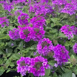 Purple Verbena Live Plant, 4 inch Pot, Perennial Ground Cover, Trailing Flower - Image 1