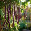 Purple Yard Long Bean Seeds - Vining Legume - 10 Count Packet - Image 1
