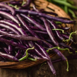 Purple Yard Long Bean Seeds - Vining Legume - 10 Count Packet - Image 2