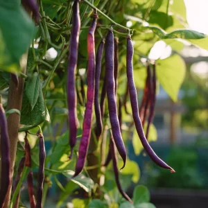Purple Yard Long Bean Seeds - Vining Legume - 10 Count Packet - Image 3
