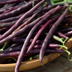 Purple Yard Long Bean Seeds - Vining Legume - 10 Count Packet - Image 4