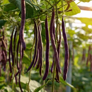 Purple Yard Long Bean Seeds - Vining Legume - 10 Count Packet - Image 5