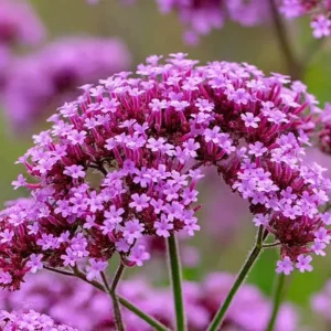 Purpletop Vervain Seeds - Verbena bonariensis - 200 Lavender-Purple Seeds - Image 1