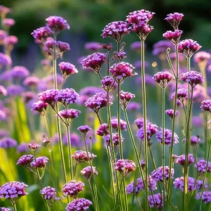 Purpletop Vervain Seeds - Verbena bonariensis - 200 Lavender-Purple Seeds - Image 2