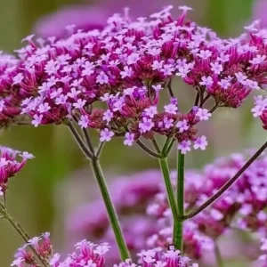Purpletop Vervain Seeds - Verbena bonariensis - 200 Lavender-Purple Seeds - Image 3