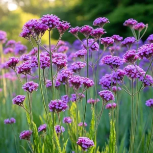 Purpletop Vervain Seeds - Verbena bonariensis - 200 Lavender-Purple Seeds - Image 4