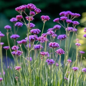 Purpletop Vervain Seeds - Verbena bonariensis - 200 Lavender-Purple Seeds - Image 5