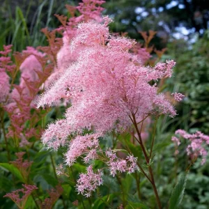 Queen of the Prairie Seeds - 25 Fragrant Pink Blooms, Pollinator Friendly Perennial - Image 3