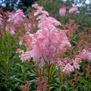 Queen of the Prairie Seeds - 25 Fragrant Pink Blooms, Pollinator Friendly Perennial - Image 4