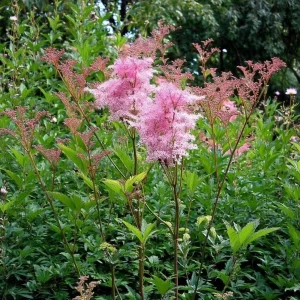 Queen of the Prairie Seeds - 25 Fragrant Pink Blooms, Pollinator Friendly Perennial - Image 5