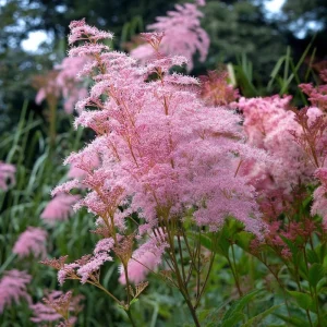 Queen of the Prairie Seeds - 25 Fragrant Pink Blooms, Pollinator Friendly Perennial - Image 1