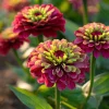 Queen Red Lime Zinnia Elegans Seeds - 10 Count Packet - Attracts Pollinators - Image 1