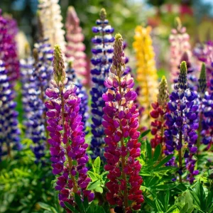 Rainbow Mixed Color Lupine Seeds – Vibrant Multi-Colored Spikes 50 Seeds – Pollinator Friendly - Image 7
