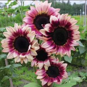 Rare Plum Purple Sunflower Seeds - Helianthus annuus - 25 Seeds - Cut Flowers - Image 1