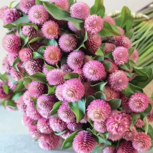Raspberry Cream Gomphrena Seeds - 25 Seeds for Gardens & Containers - Image 2