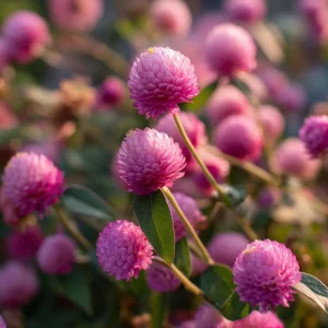 Raspberry Cream Gomphrena Seeds - 25 Seeds for Gardens & Containers - Image 4